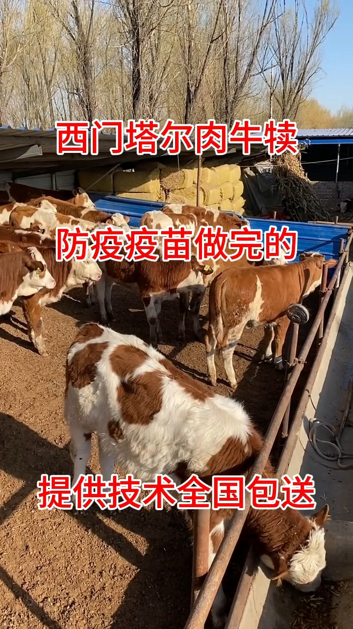 正宗西门塔尔肉牛犊