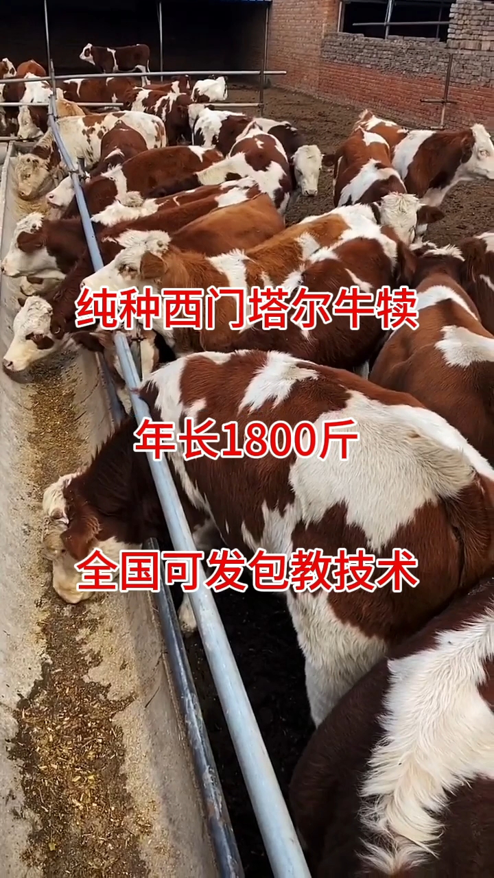 纯种西门塔尔肉牛犊