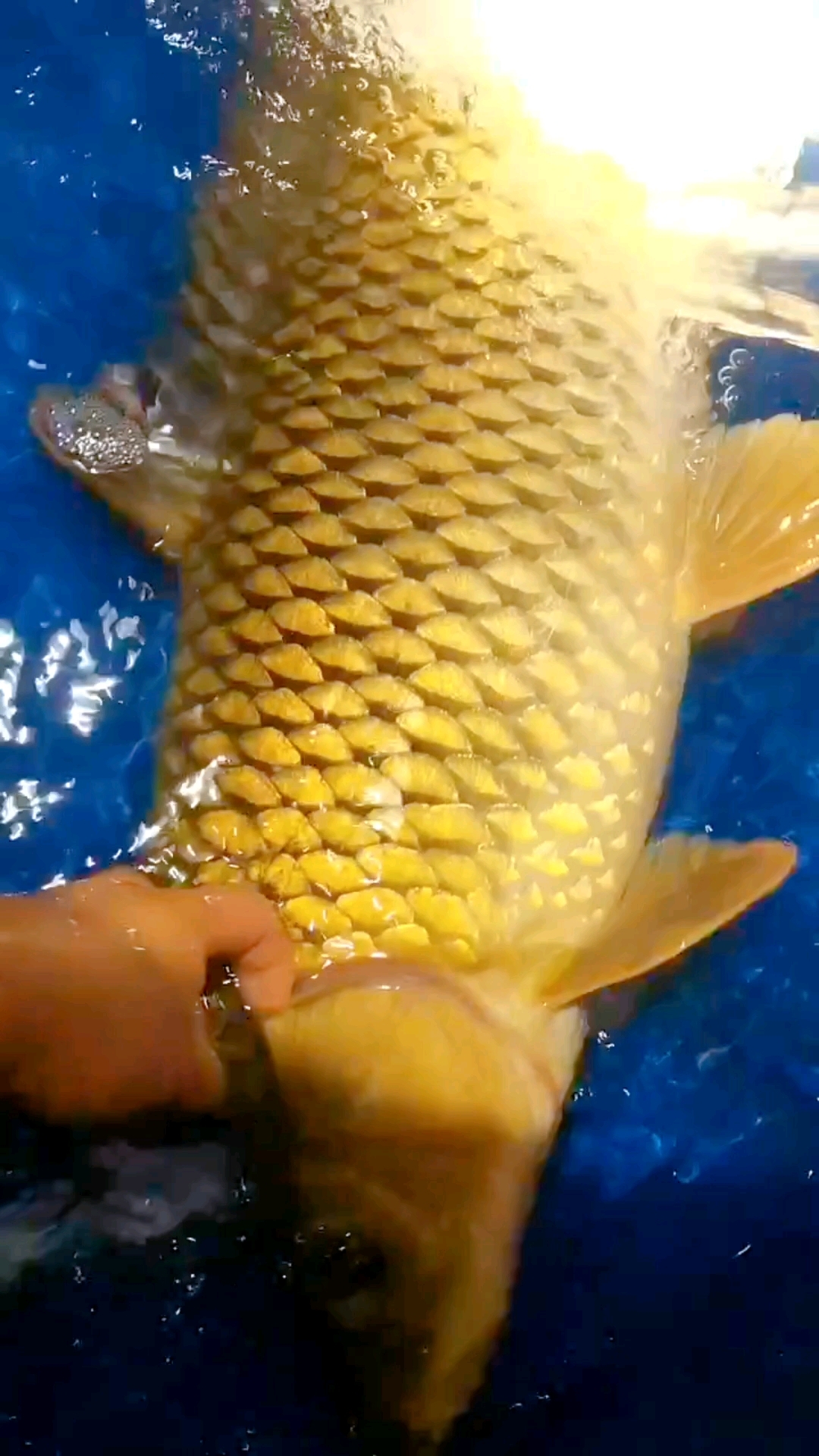 你知道黄河鲤鱼几根胡子吗?黄河大鲤鱼金鳞赤尾真漂亮