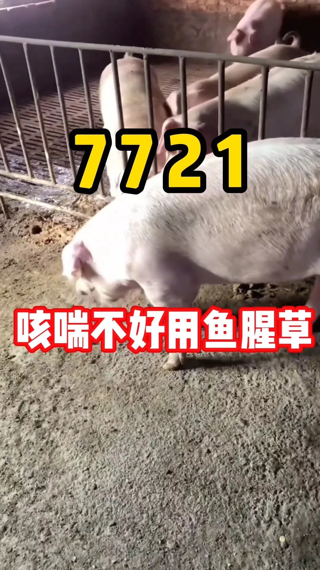 咳喘不好就用鱼腥草#所有养猪人 #养猪人加油干 #养猪人不容