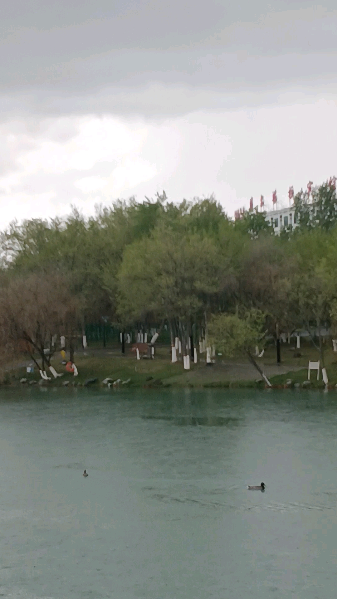 #优质视频激励计划# 快看，边陲小城博尔塔拉河中有野鸭悠哉悠哉