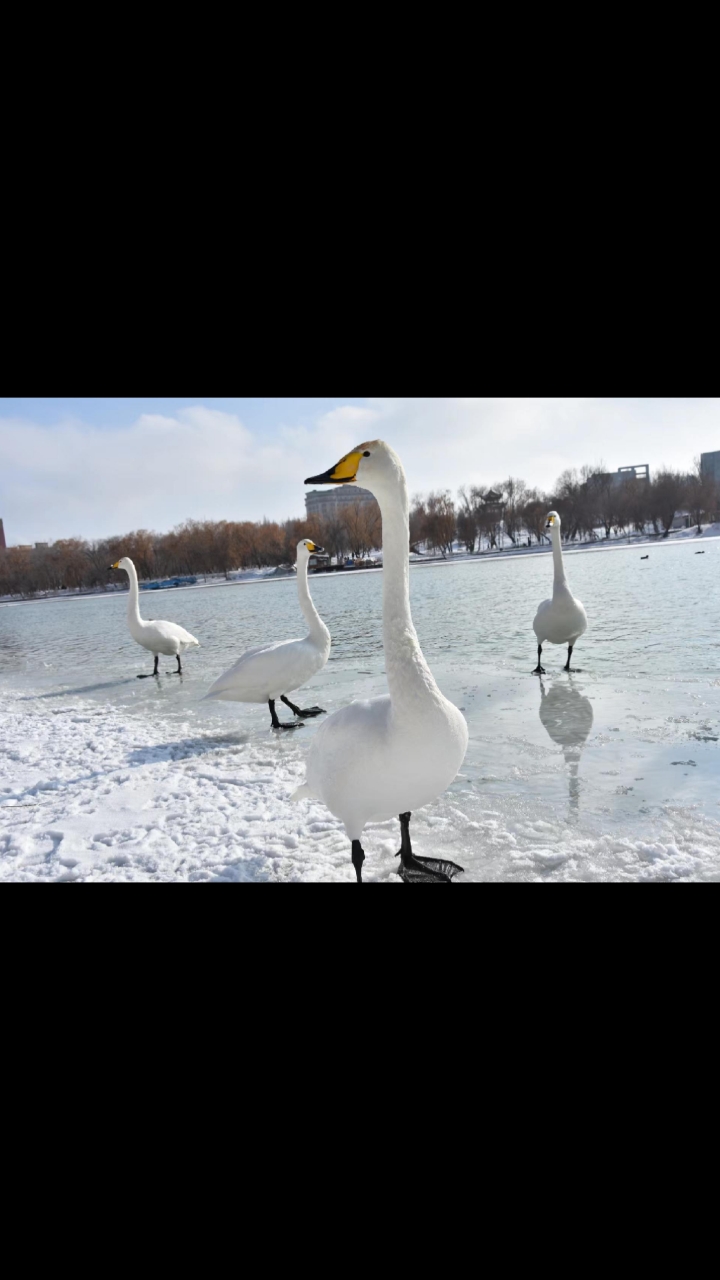 冰雪中的天鹅是那么轻盈优美,对天鹅了解得越多我对天鹅就越尊重
