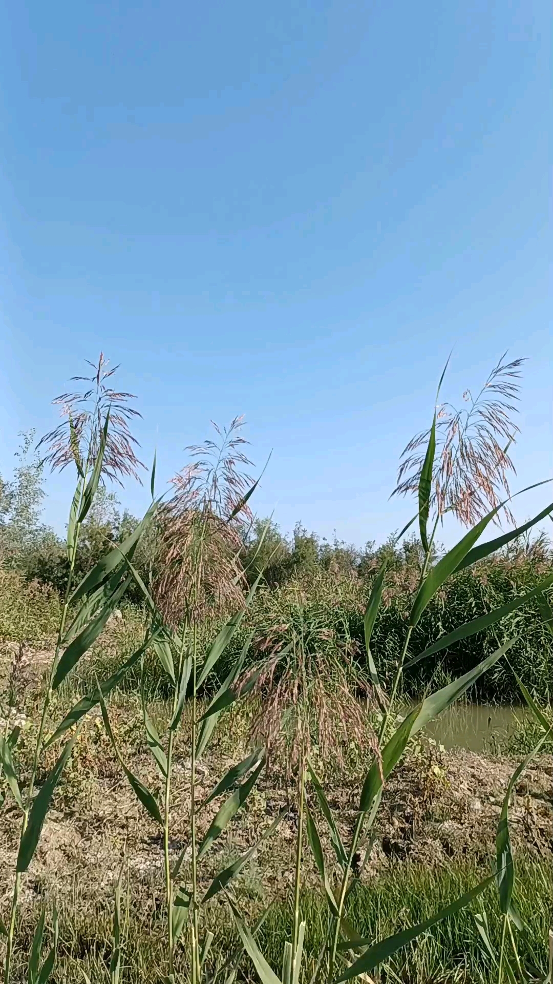 博尔塔拉河湿地秋天的芦苇美丽坚韧。