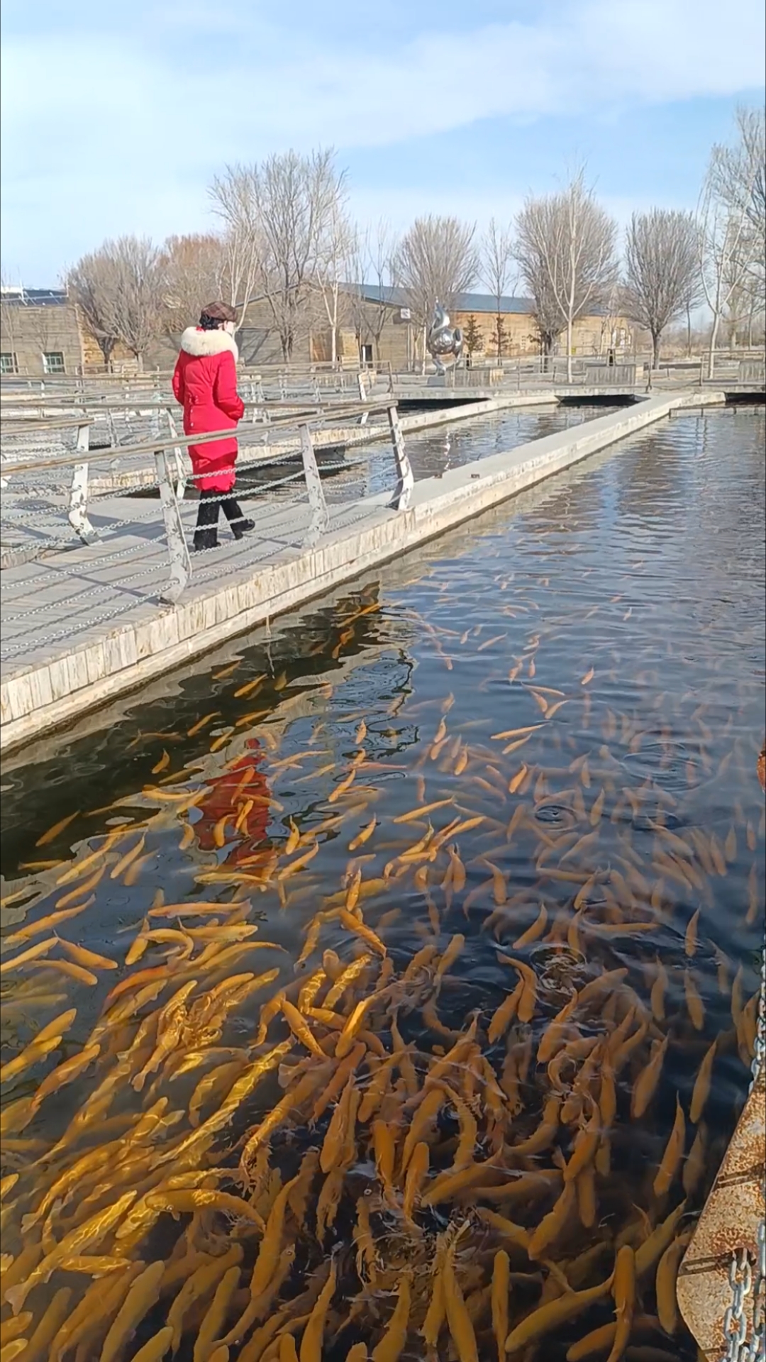边陲小城温泉县观赏冷水鱼