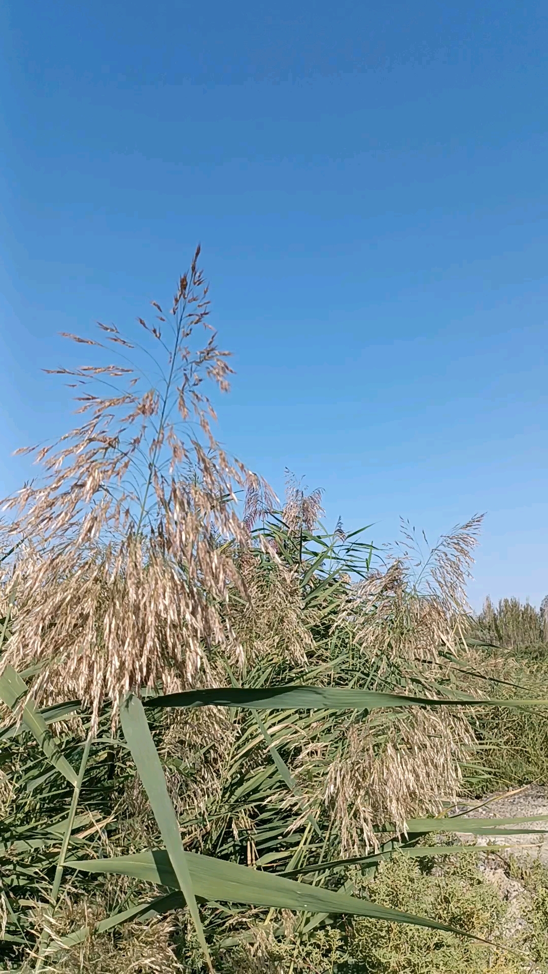 博尔塔拉河湿地秋天在微风中摇曳的芦苇,犹如少女轻盈的舞蹈。