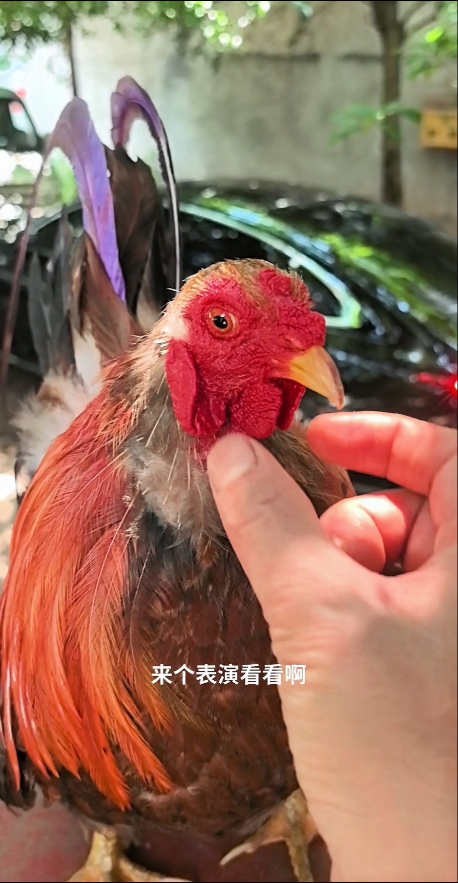 评论区总是说这公鸡很丑、丑是丑了点但是很听话