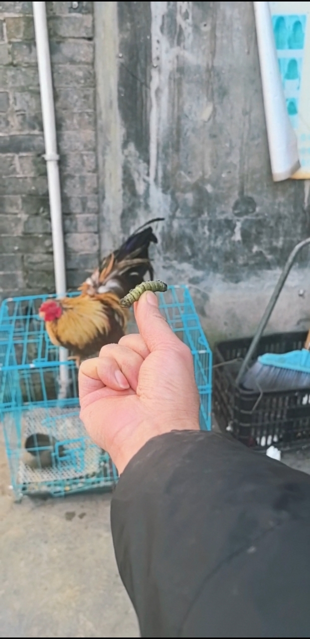 给大公鸡吃个大虫子、看样子很好吃