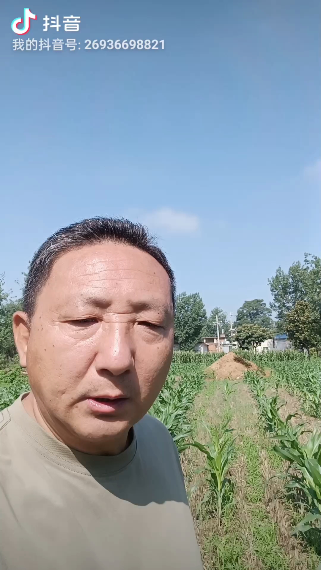 玉米苗期叶片有白色斑块不是药害是缺锌