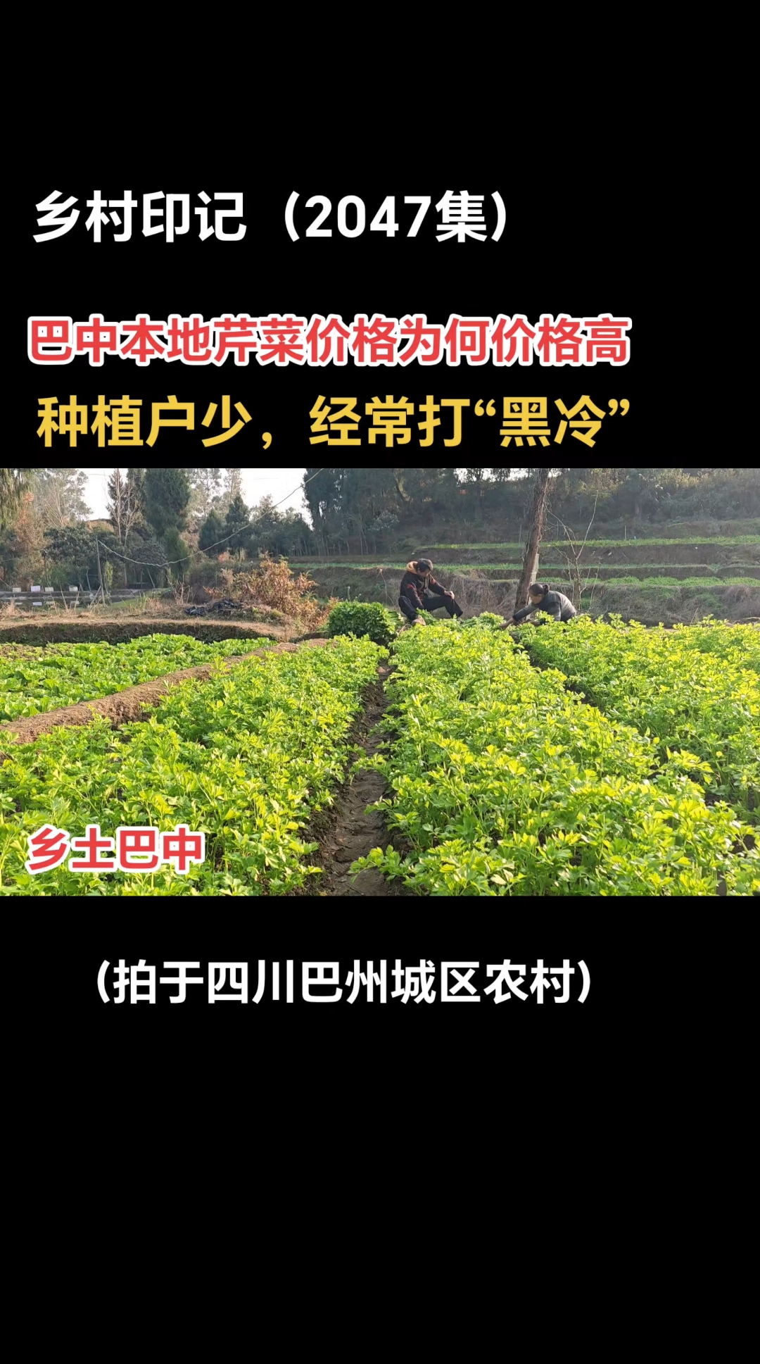 巴中:本地芹菜好吃,价格高!