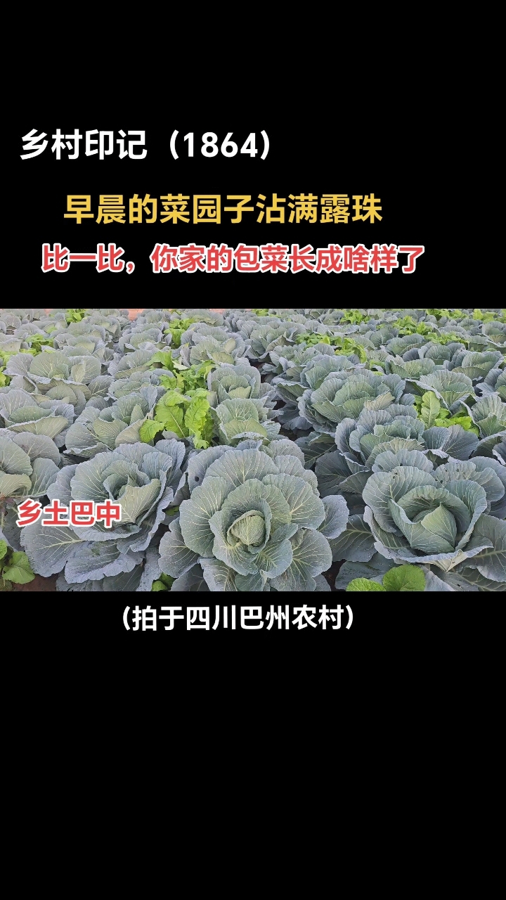 比一比,你家的包菜长成啥样了?