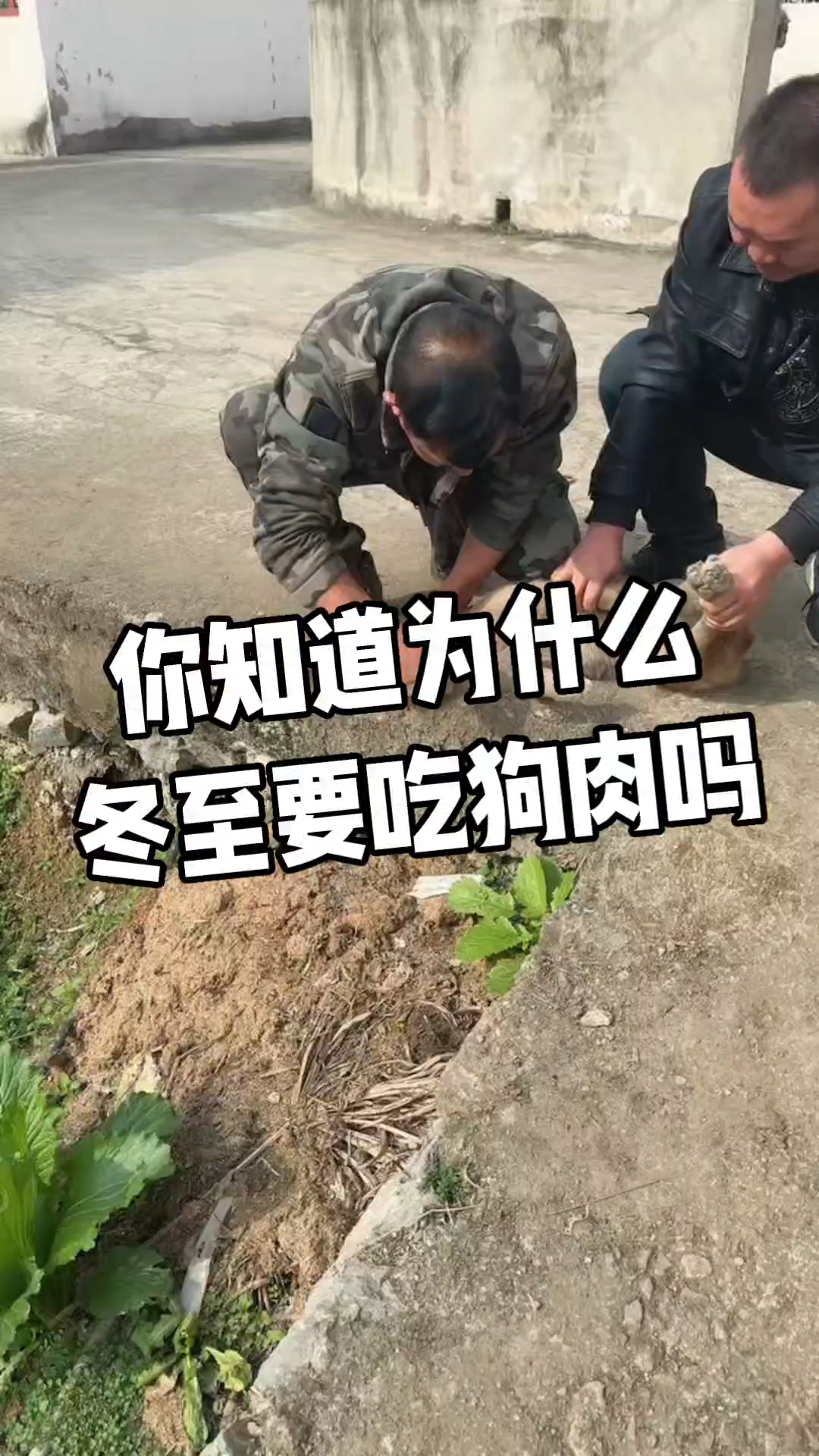 你知道冬至为什么要吃狗肉吗?