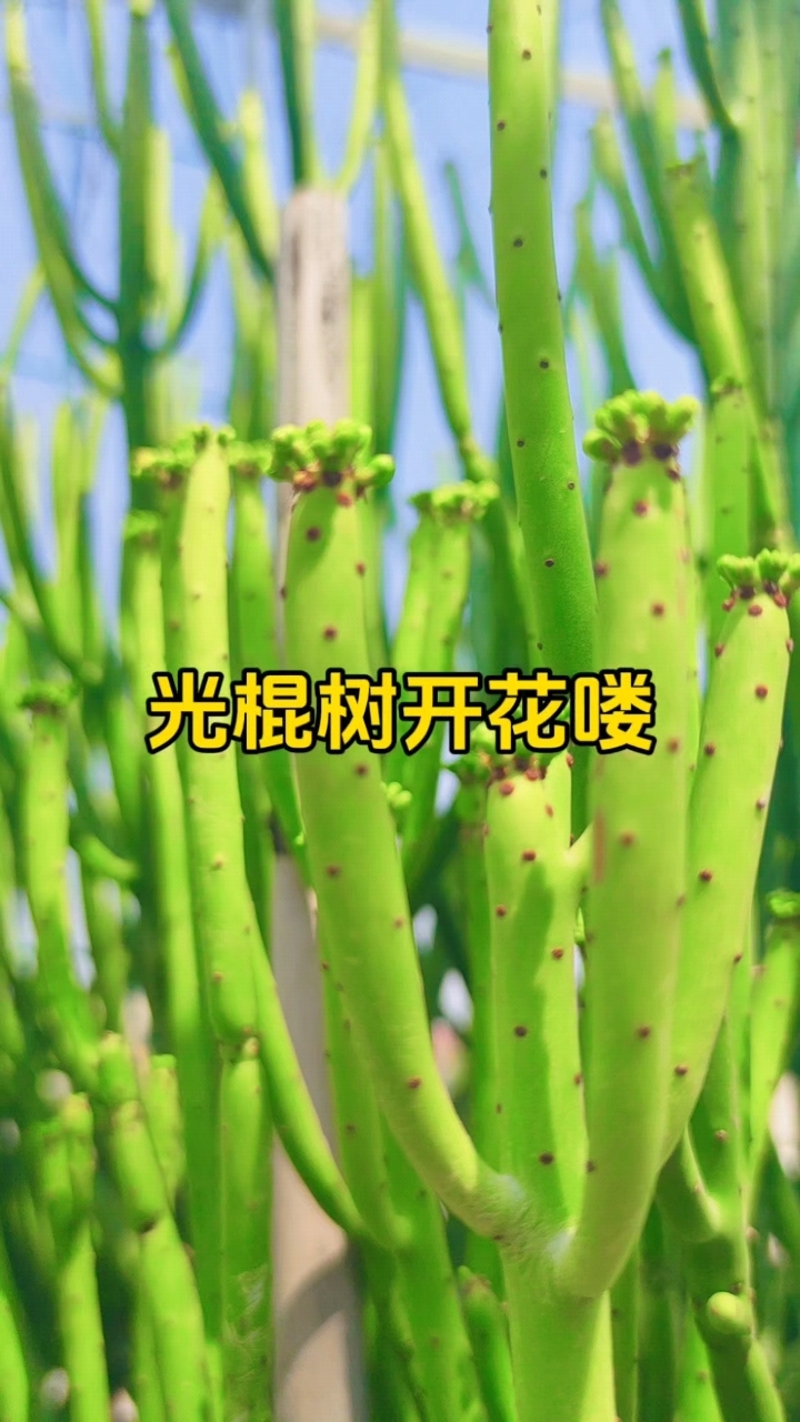 光棍树开花啦