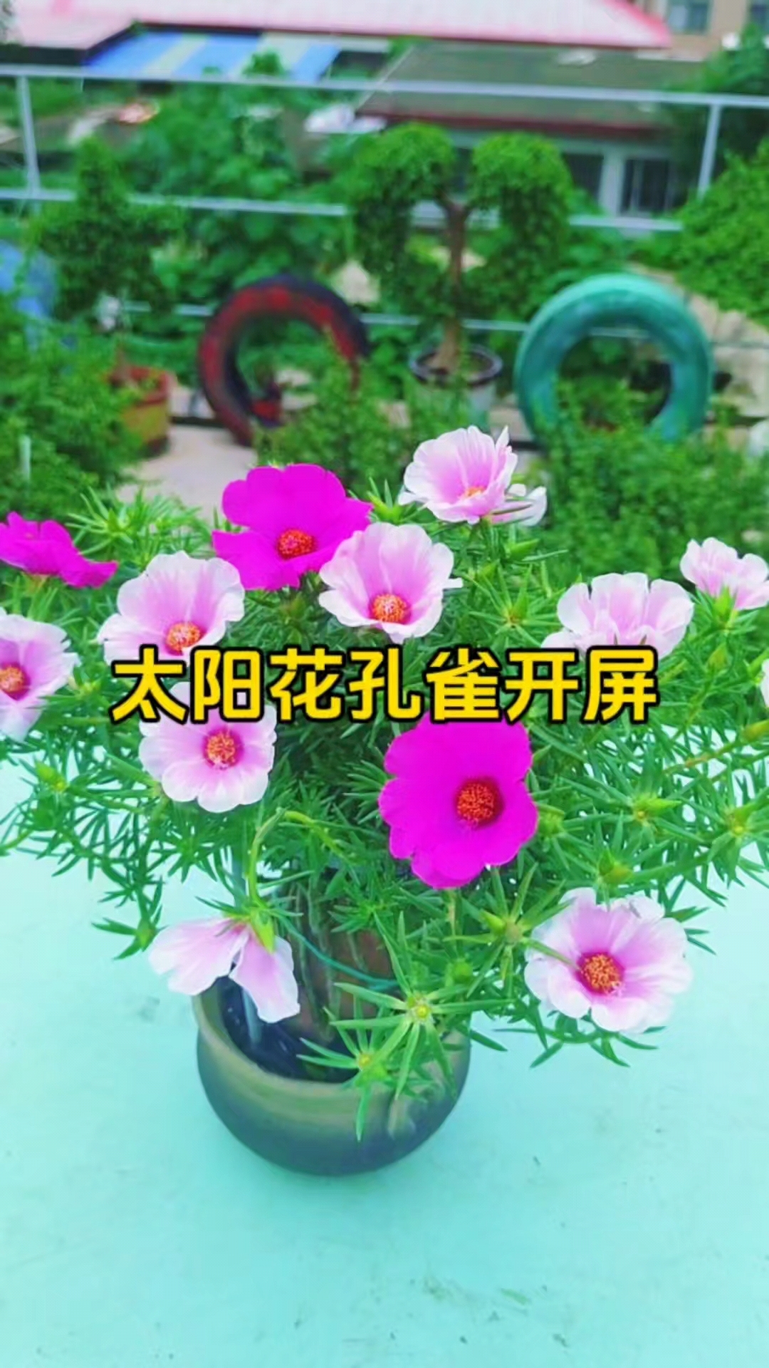 太阳花孔雀开屏