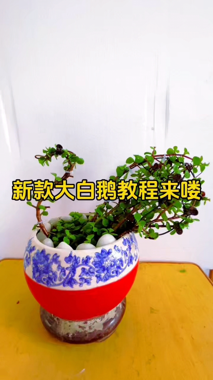 新款大白鹅教程来喽