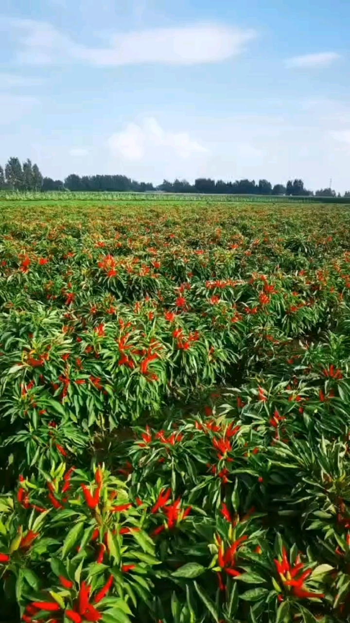 河南金禾源种业豫景红8号辣椒品种分享