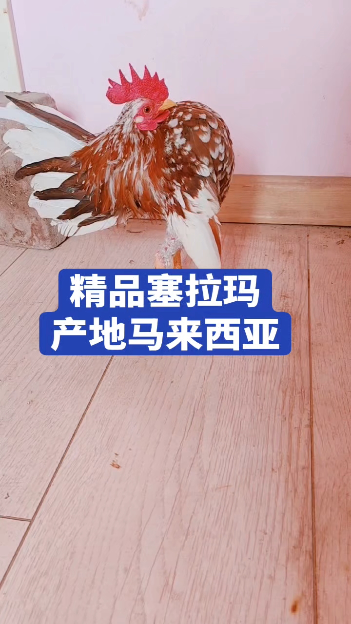 世界上最小的鸡塞拉玛产地马来西亚