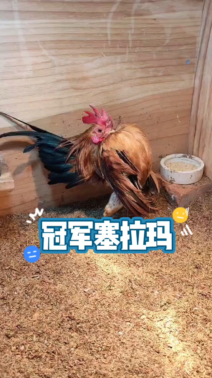 精品塞拉玛,马来西亚进口冠军鸡