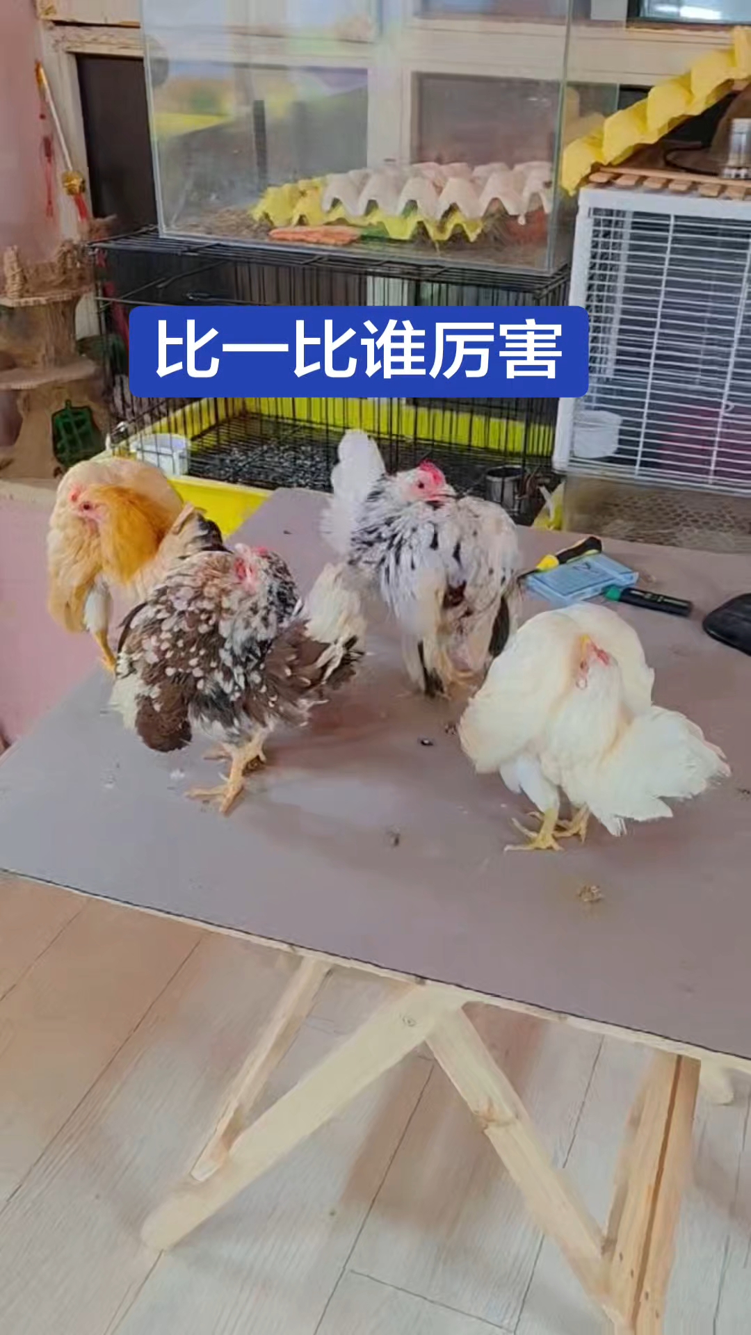 精品塞拉玛观赏鸡