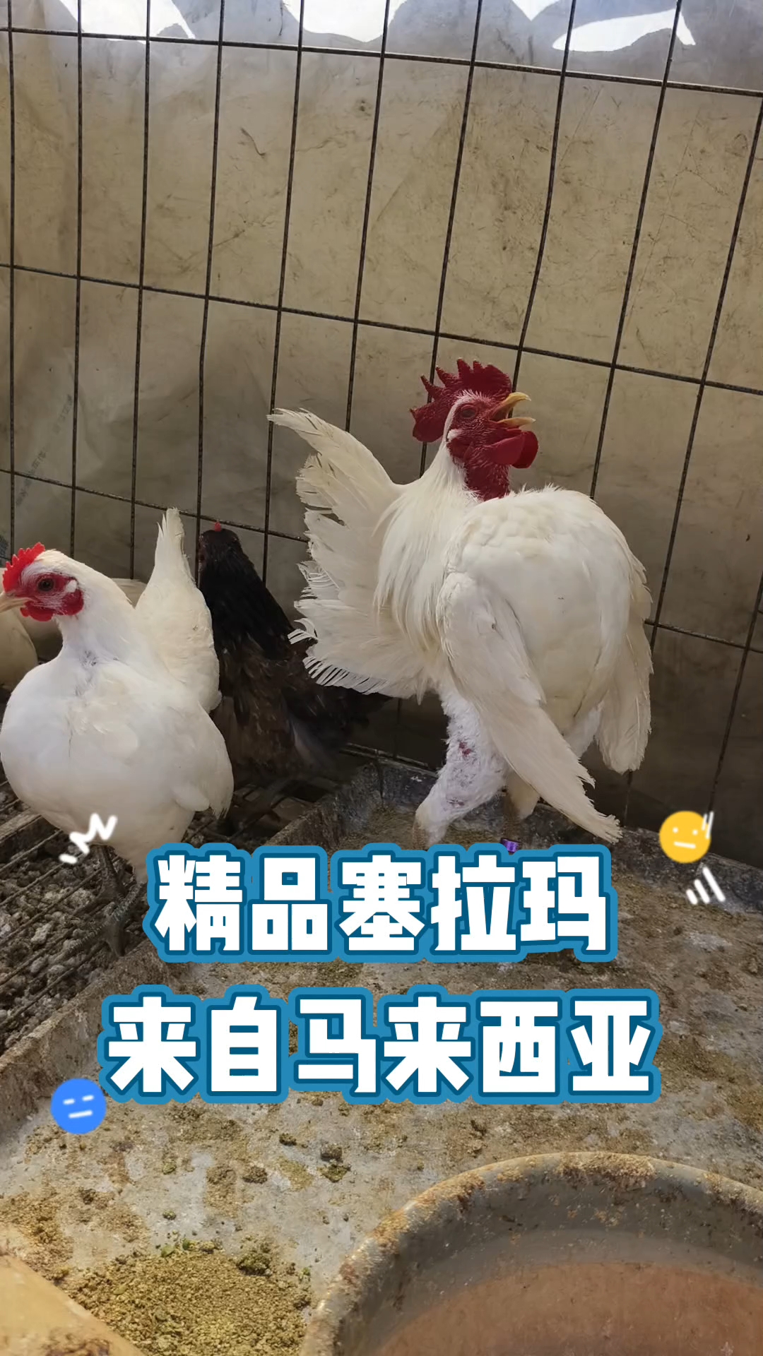 塞拉玛观赏鸡