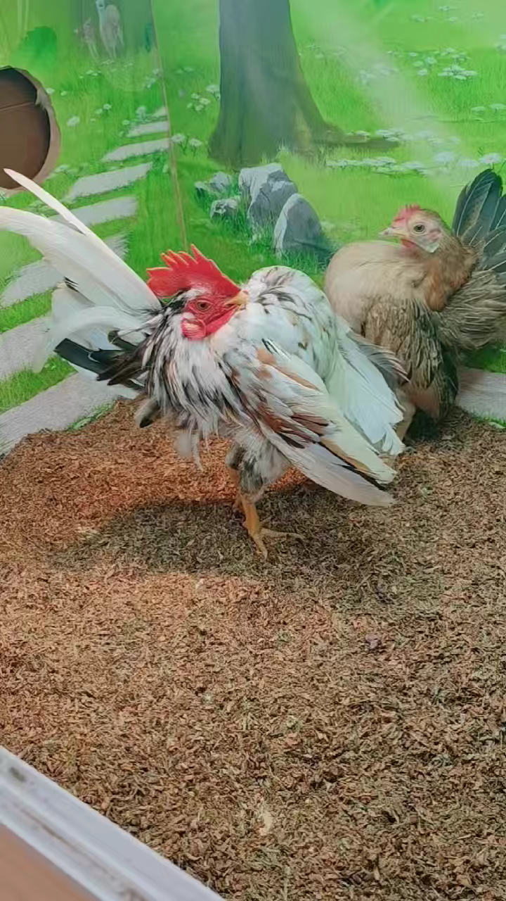 精品马来西亚观赏鸡塞拉玛鸡