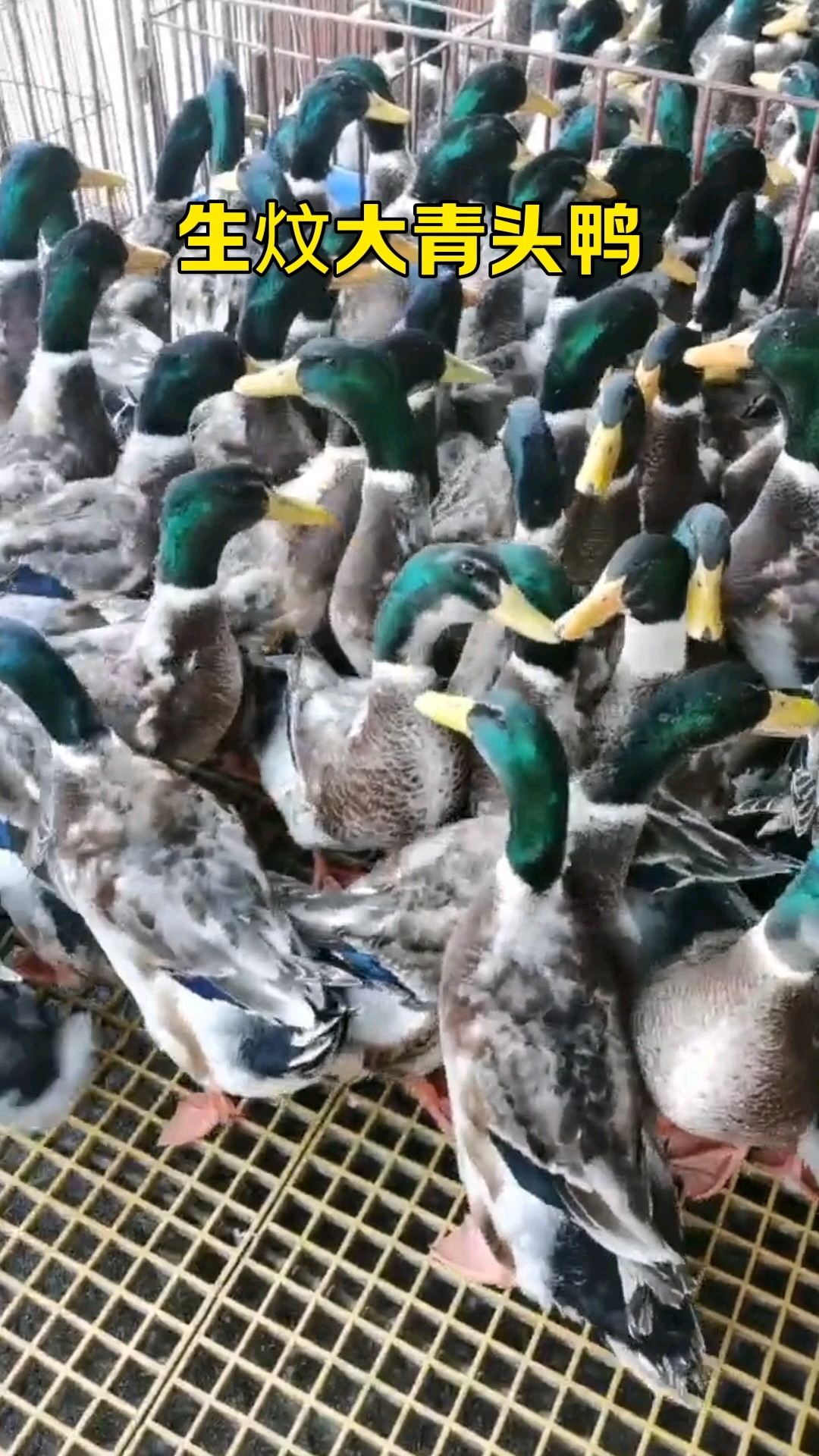 青头鸭#牛杂煲#文记美食#同城美食#美食#生蚝鸡煲