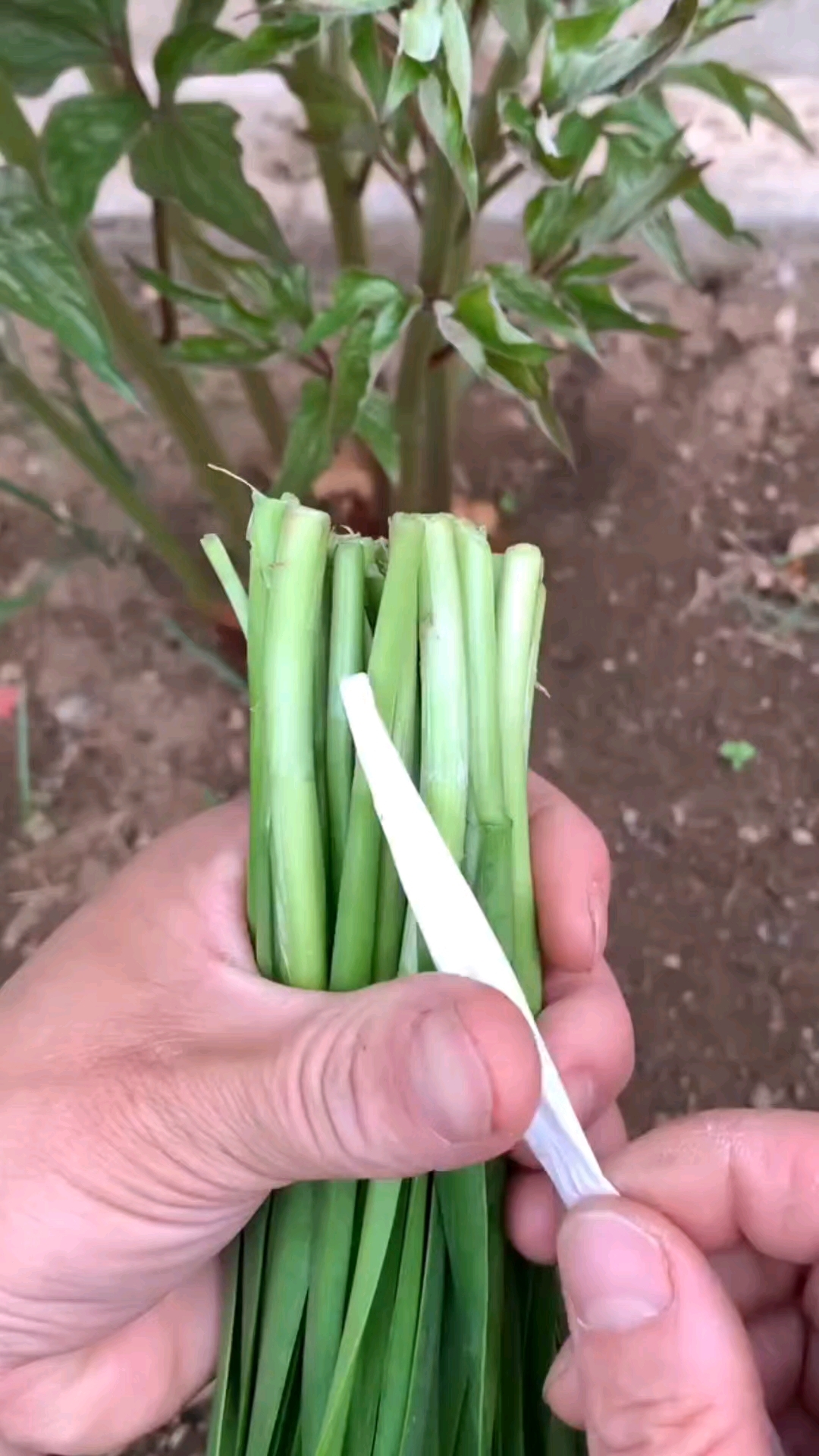 你那里还有韭菜吗!用这个方法捆一把!