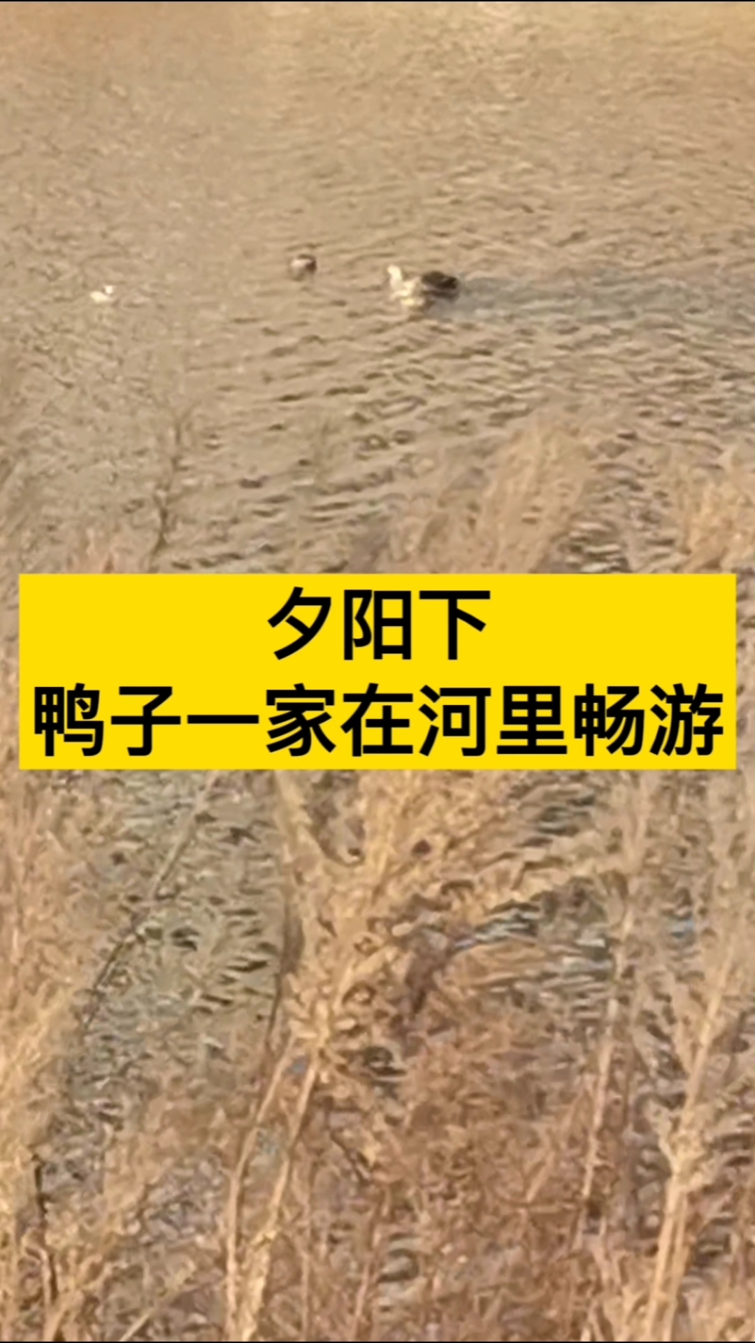 夕阳下,鸭子一家在河里畅游,给单色调的冬天,带来乐趣