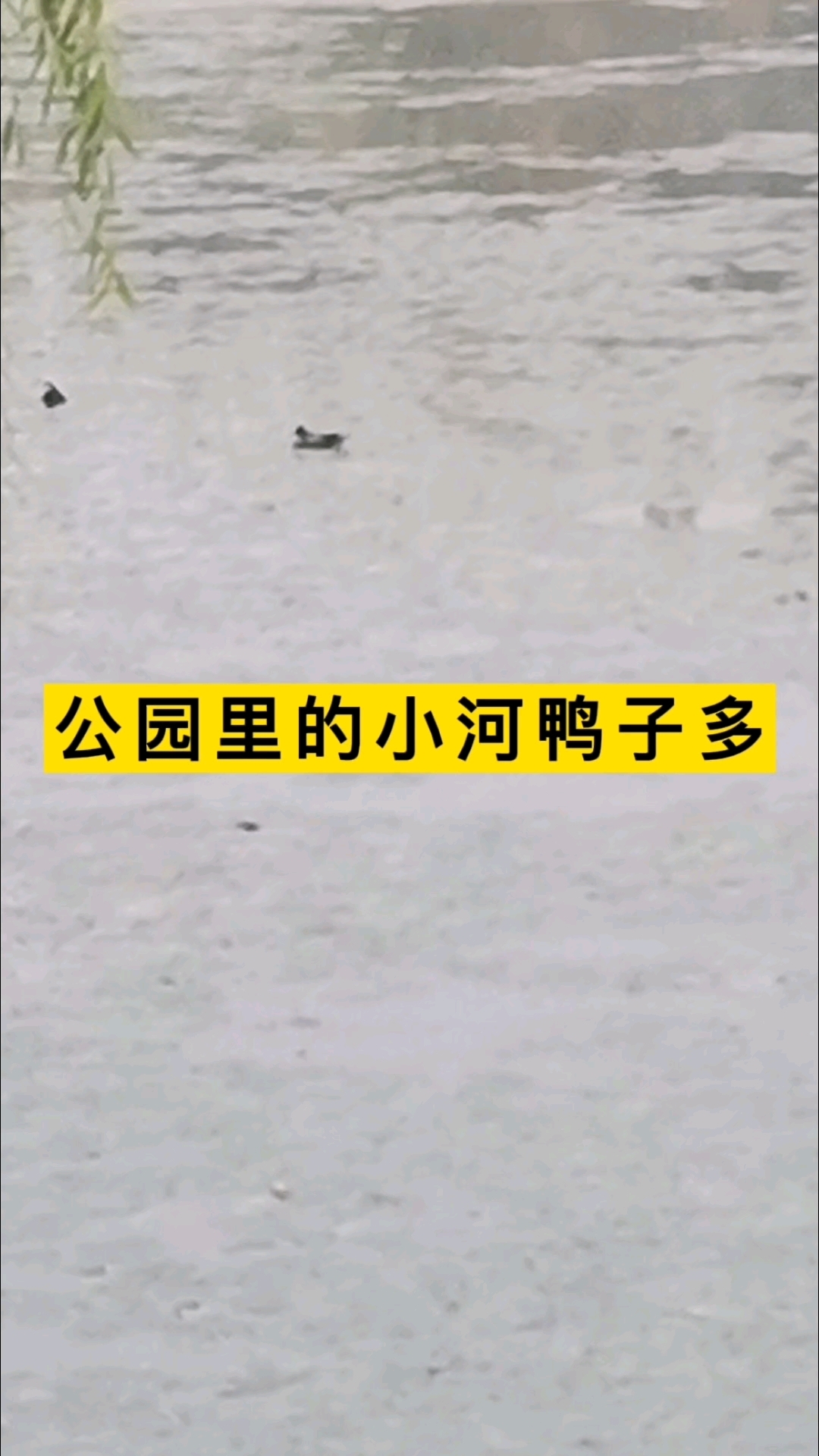 公园里的小河鸭子多