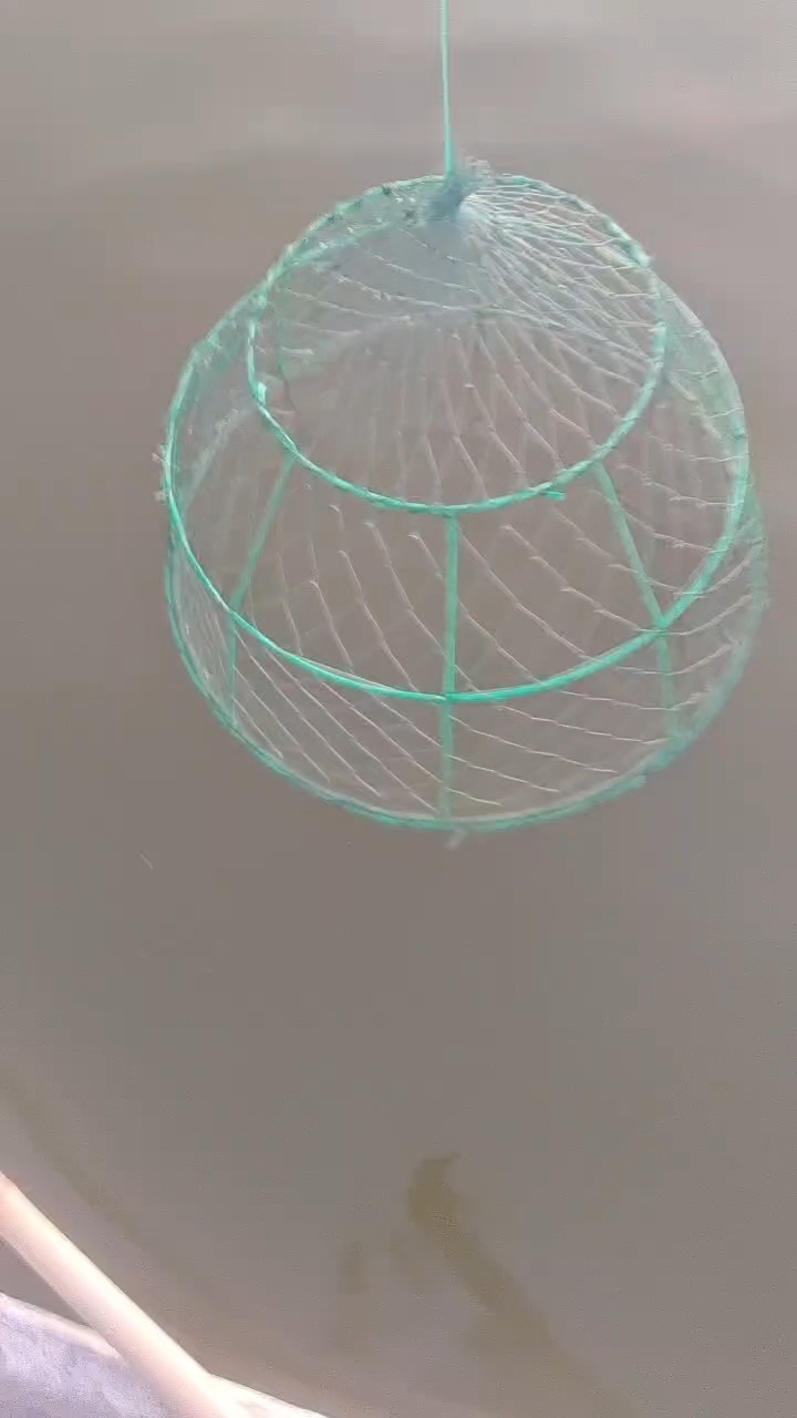 中山脆鲩哥超级脆肉鲩养殖