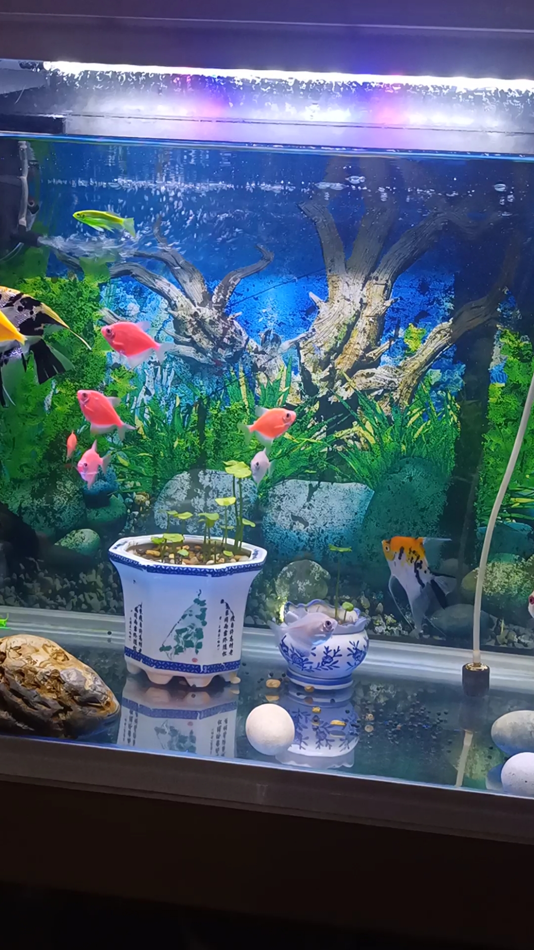 我家养的热带鱼,分享一下给家人们,