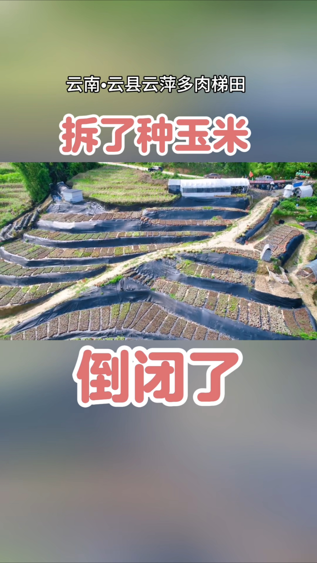 在云南老家种了10年多肉依旧一无所有 始终坚信 不忘初心方得