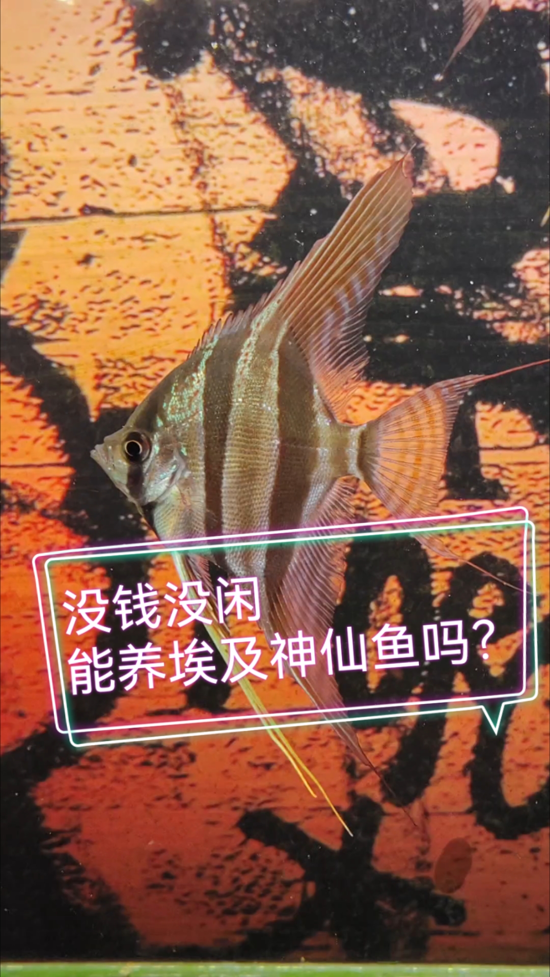 普通上班族,时间和金钱有限的情况下,能养埃及神仙鱼吗