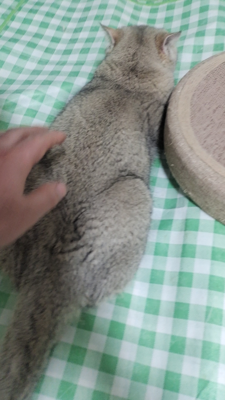 发情的猫咪,一碰一扭腰