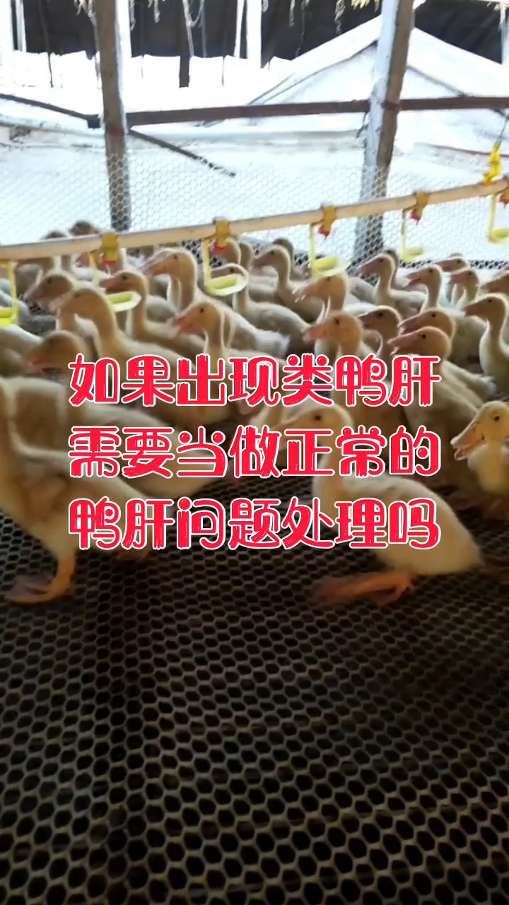 类鸭肝需要当做正常的鸭肝问题处理吗