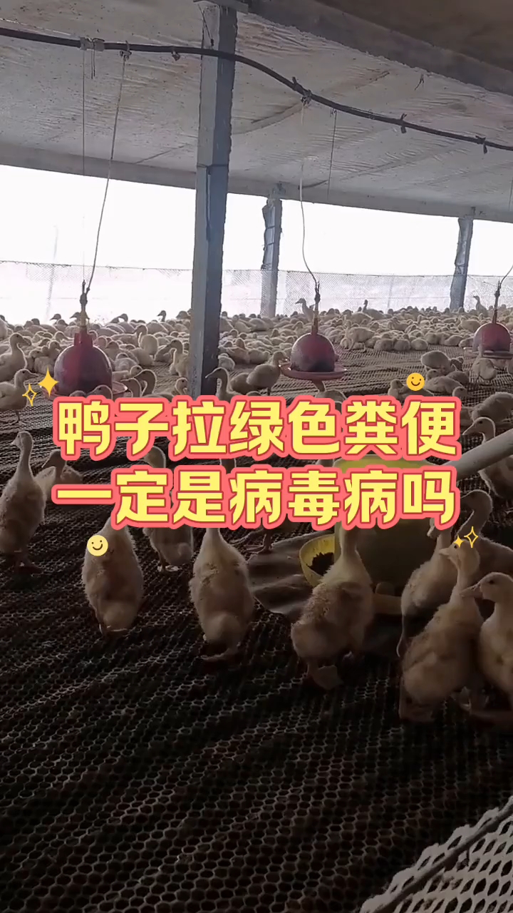 鸭子拉绿色粪便,一定是病毒病吗?