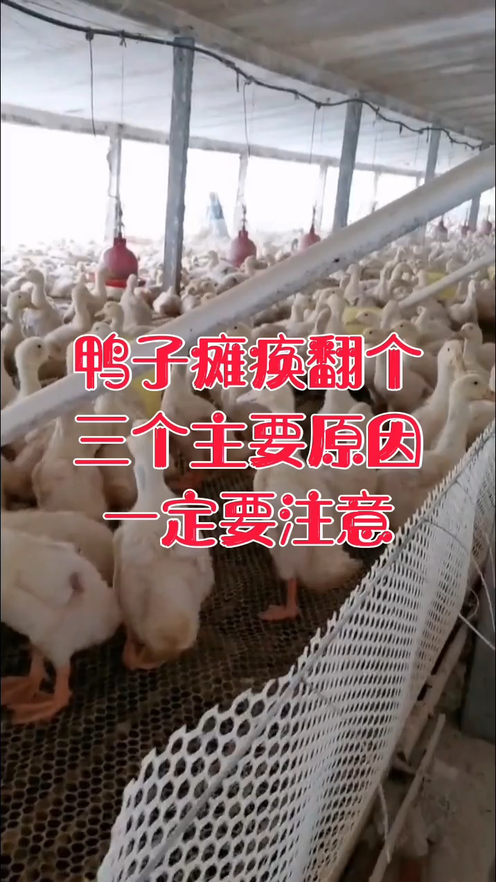 鸭子瘫痪翻个的三个主要原因