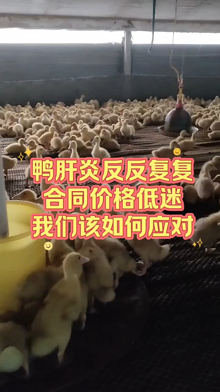 鸭肝炎反反复复,合同价格低迷,我们该如何应对?