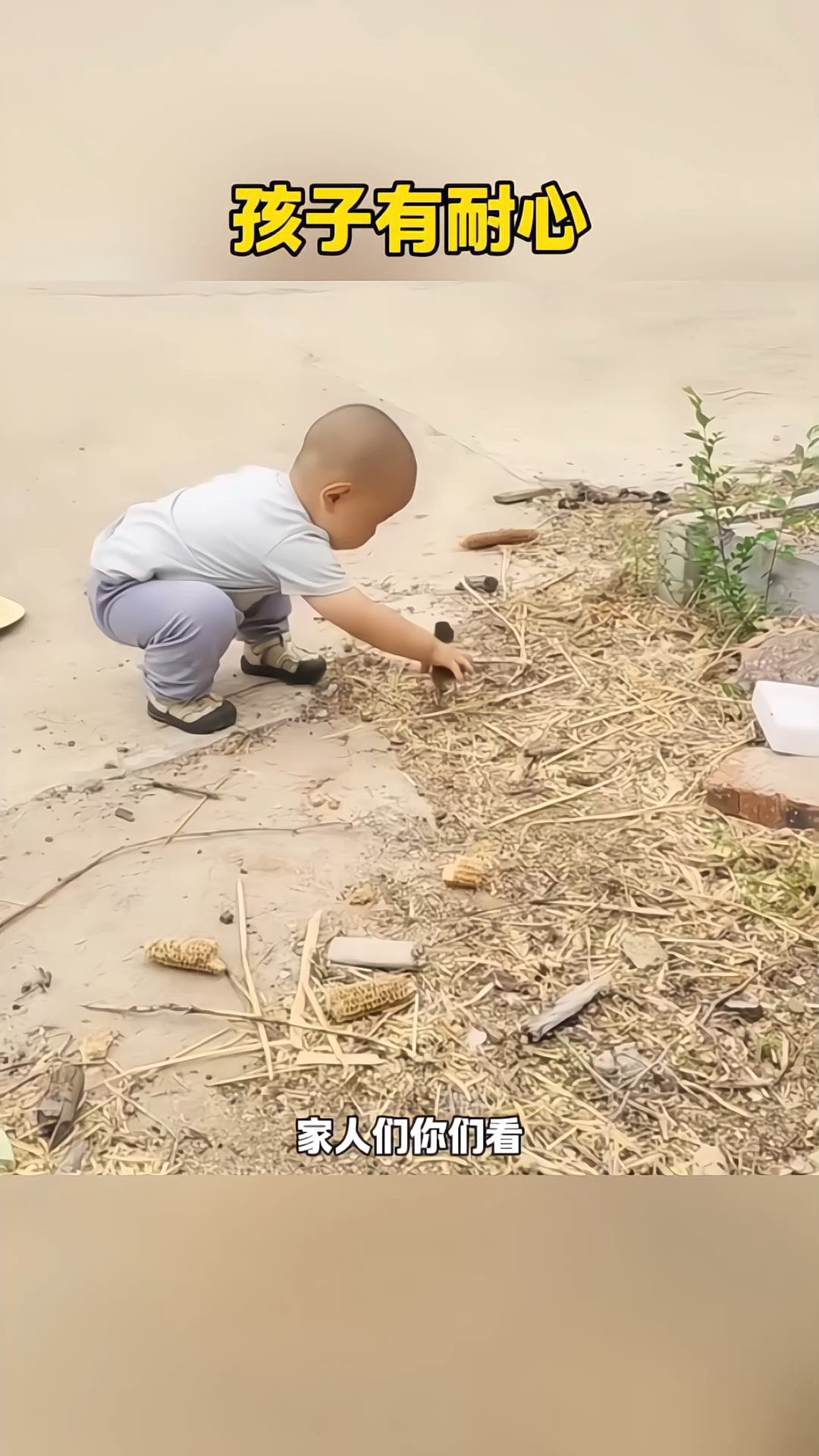 孩子抓小鸡,半天没抓到
