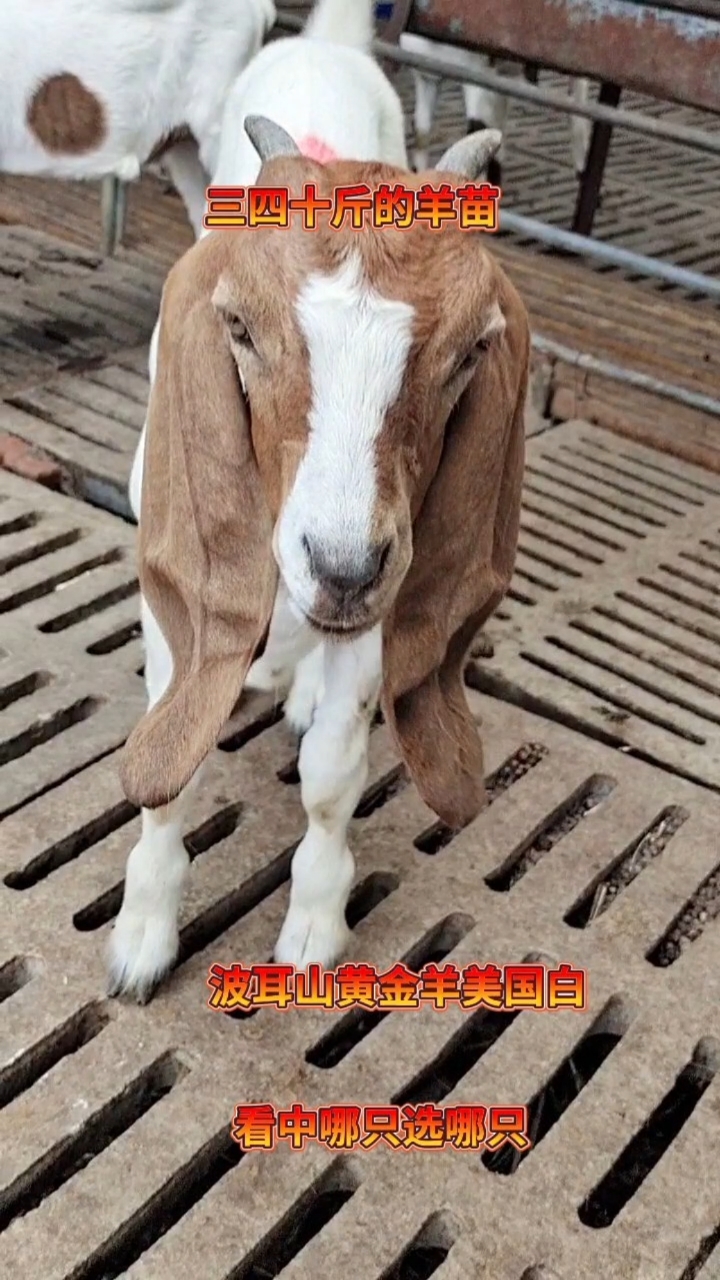 三四十斤的羊苗来了,品种齐全,价格便宜