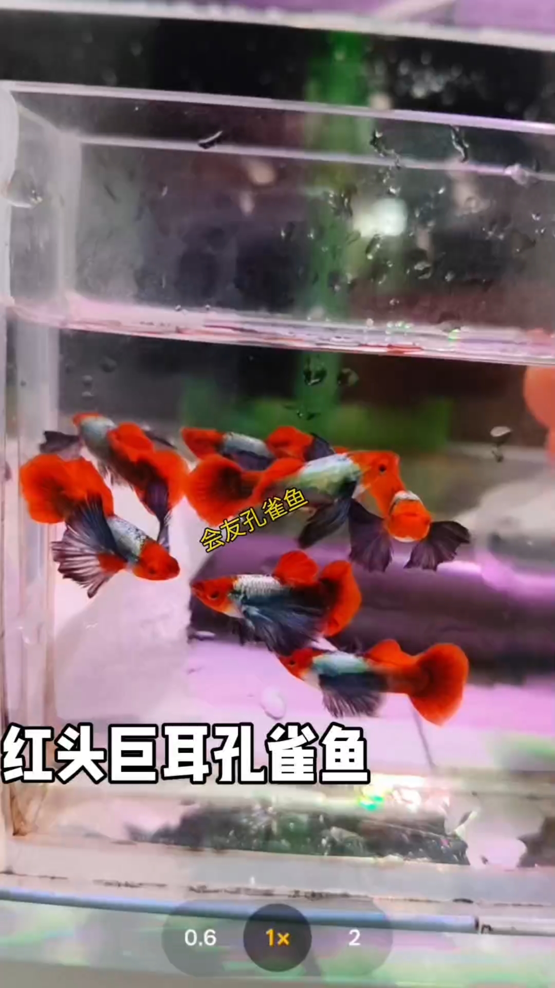 超级漂亮的红头巨耳孔雀鱼