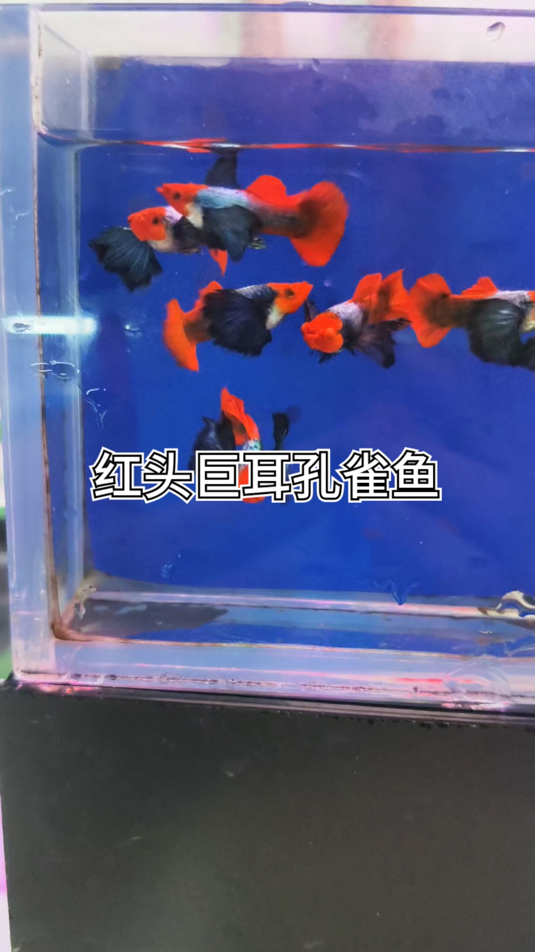 好漂亮的红头巨耳孔雀鱼
