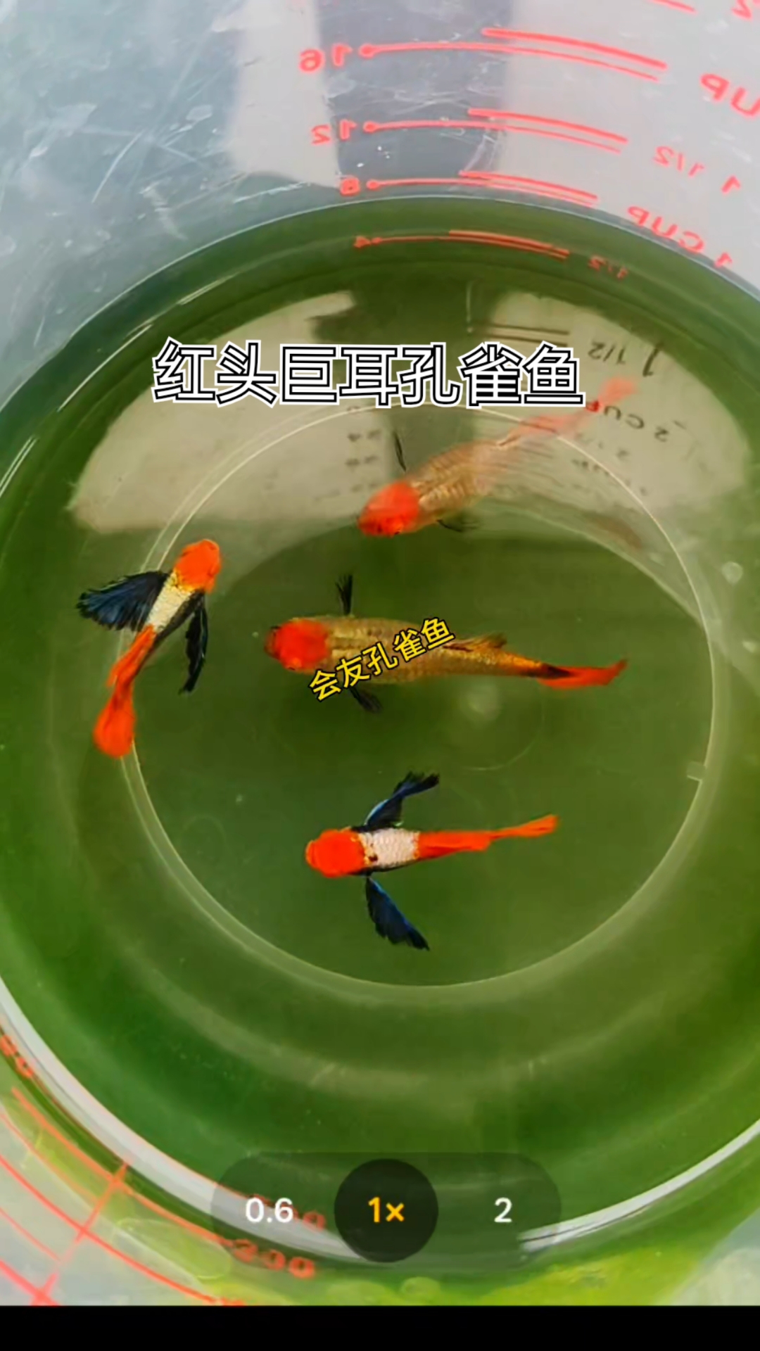 精品红头巨耳孔雀鱼
