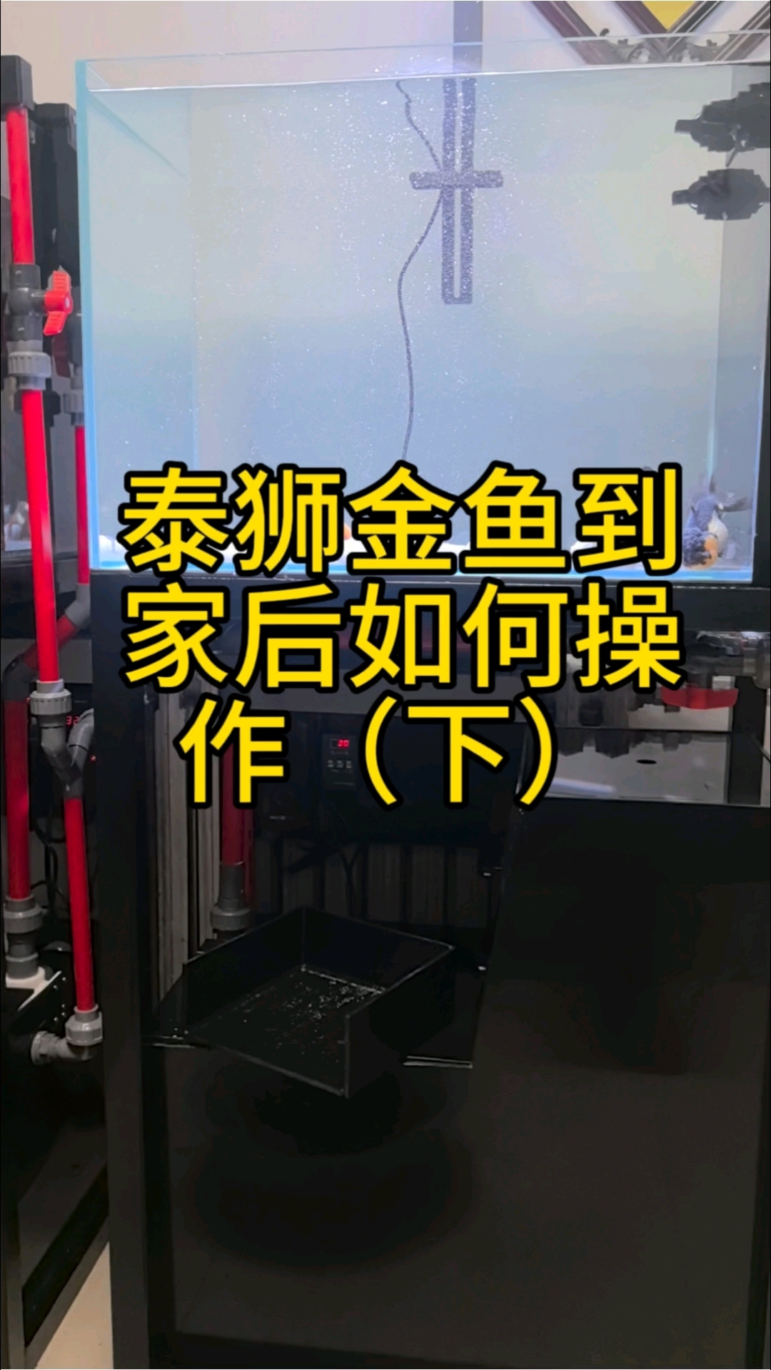泰狮金鱼到家后如何操作(下)