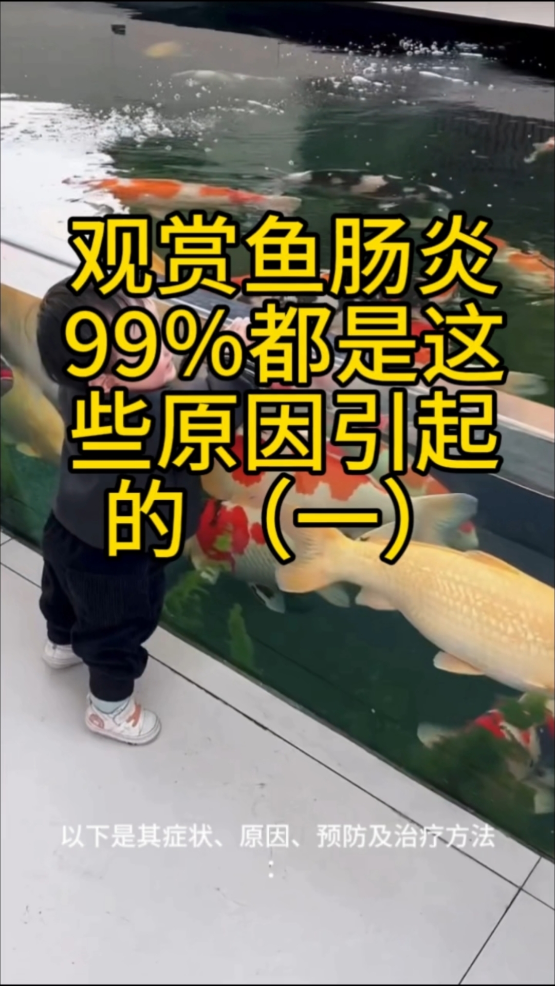 观赏鱼肠炎99％都是这些原因引起的（一）