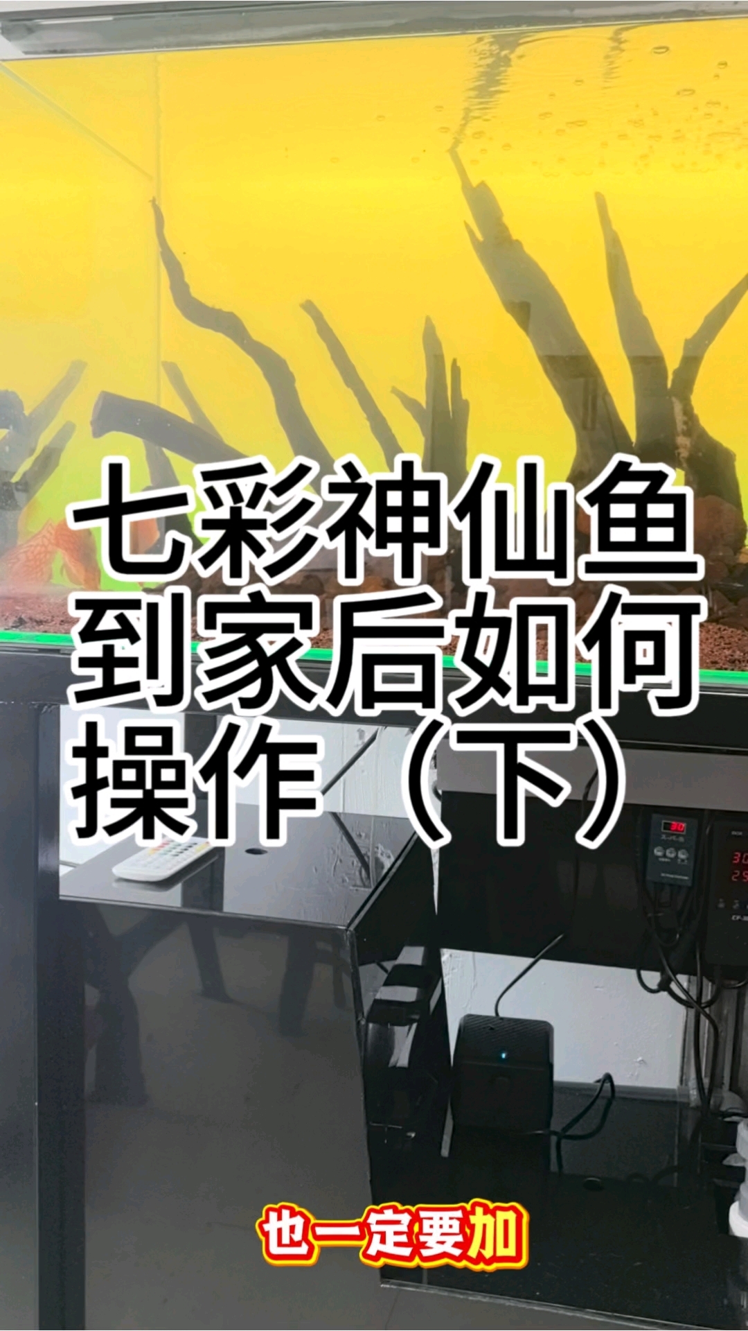 七彩神仙鱼到家后如何操作（下）