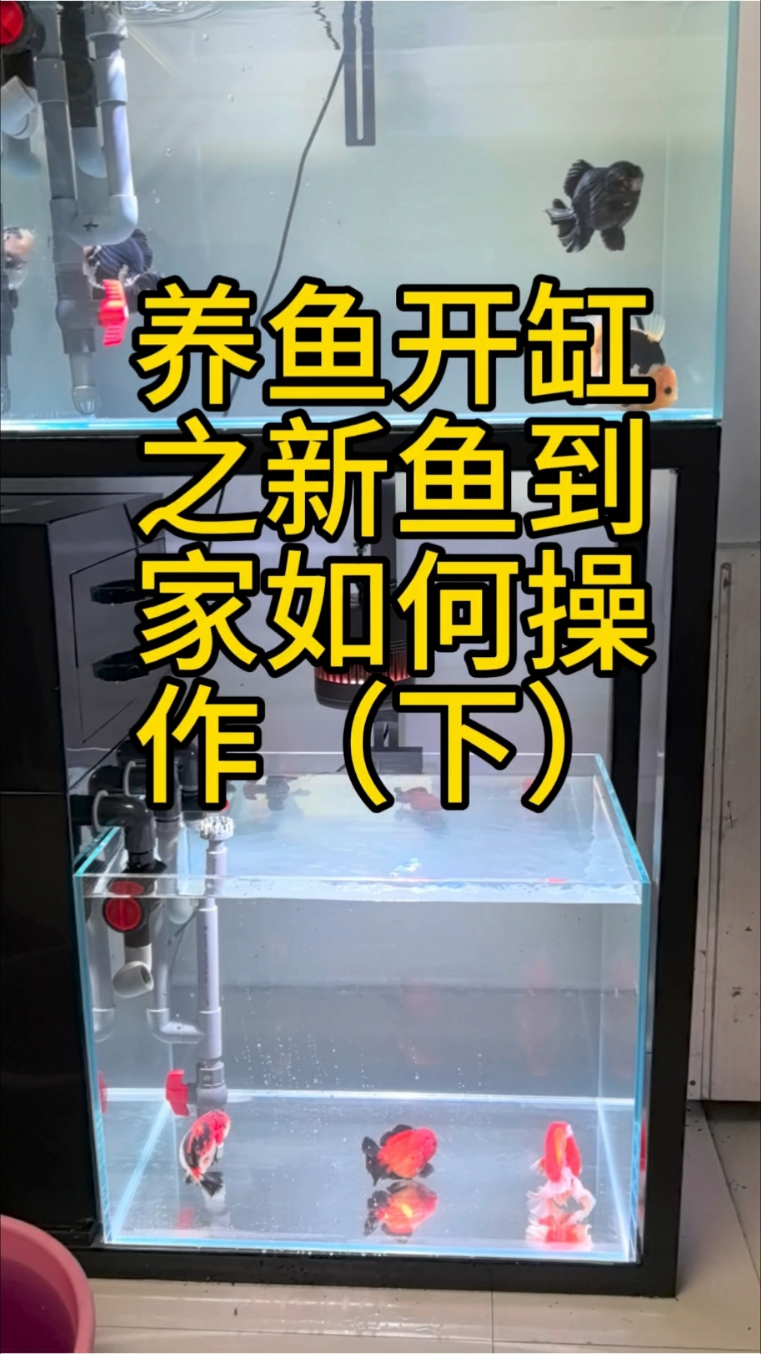 养鱼开缸之新鱼到家如何操作(下)