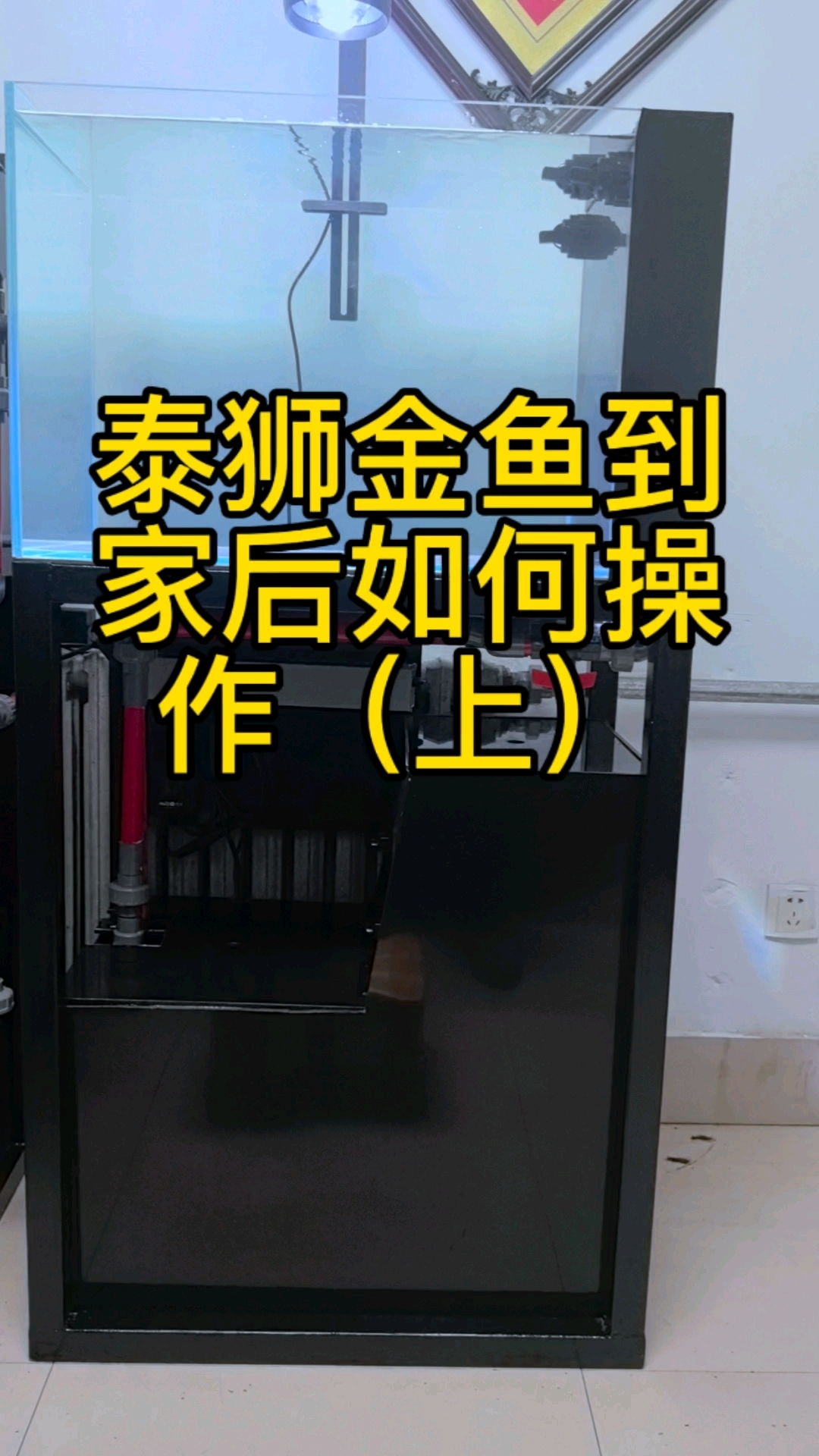 泰狮金鱼到家后如何操作(上)