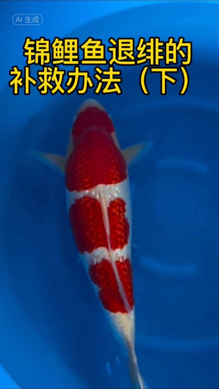 锦鲤鱼退绯的补救办法（下）