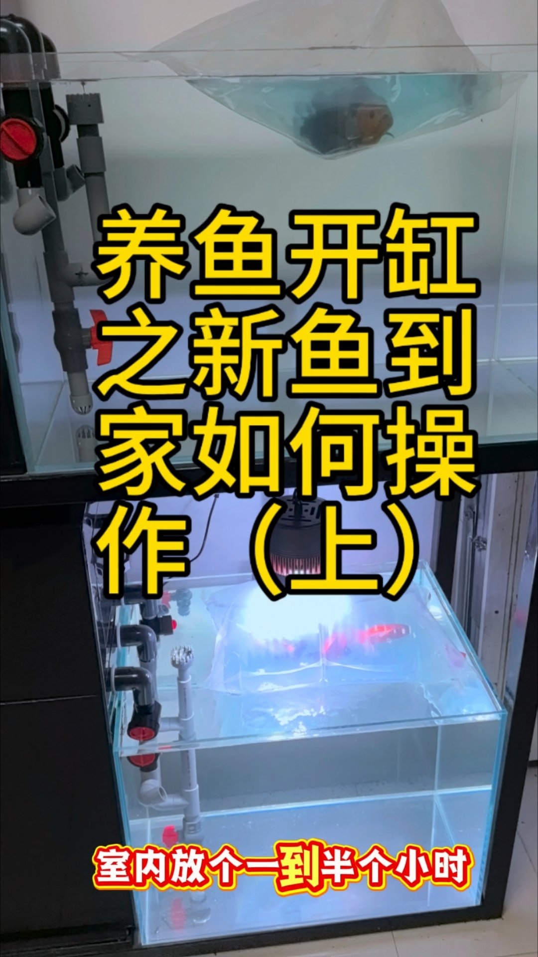 养鱼开缸之新鱼到家如何操作(上)