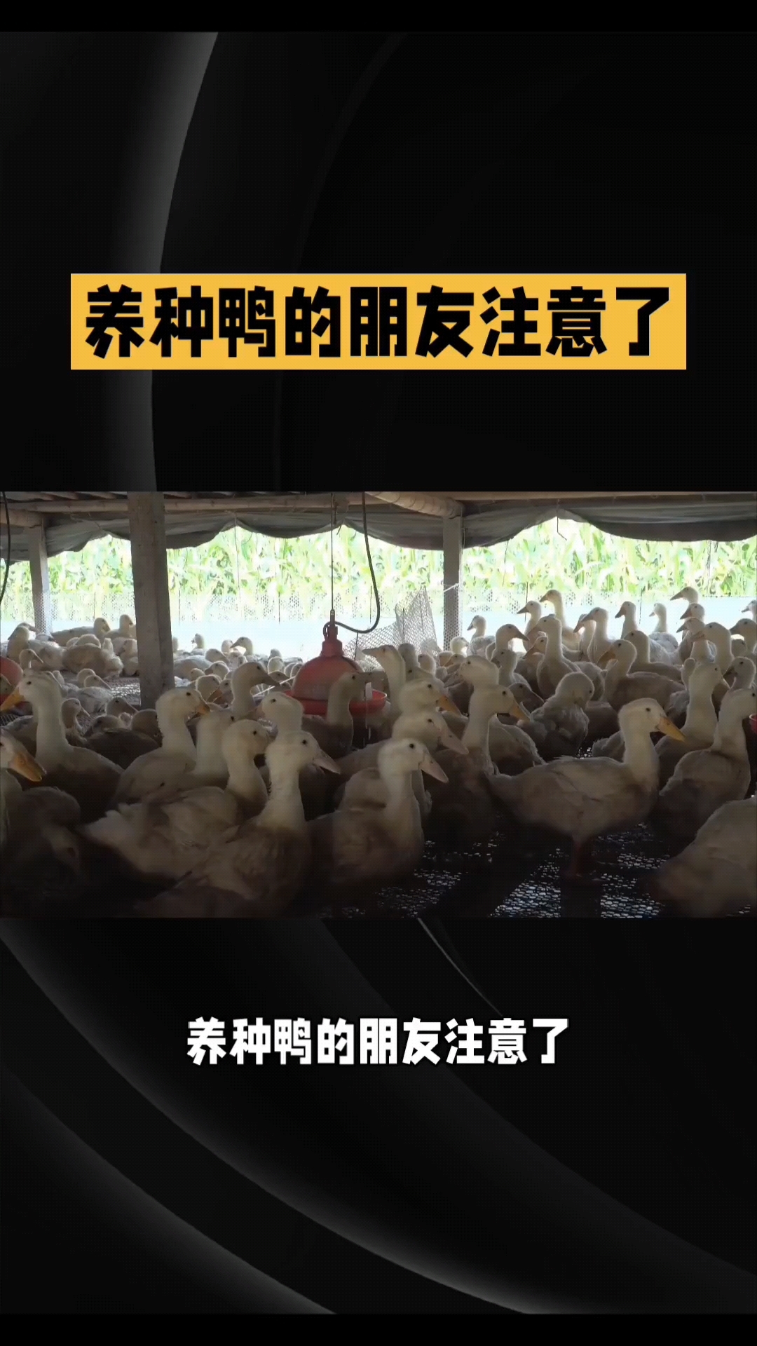 养鸭户必看:年前老鸭该淘汰吗?